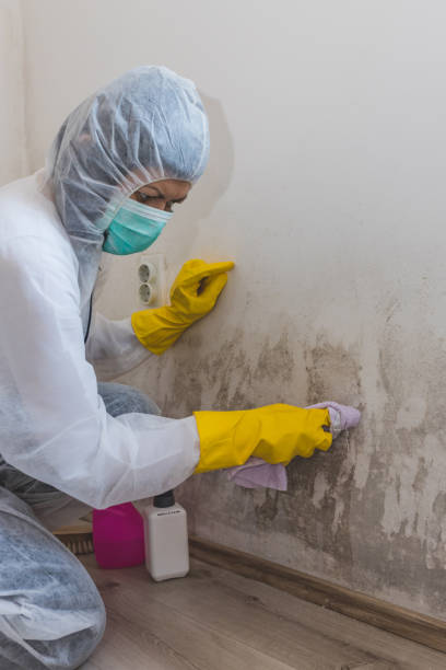 Best Post-Construction Mold Inspection  in Decatur, IL