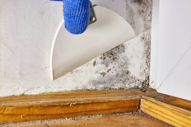 Best Comprehensive Air Testing for Mold Contaminants  in Decatur, IL